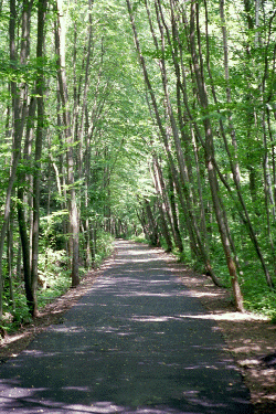 Leaning Trees