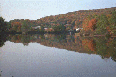 Pond Reflection